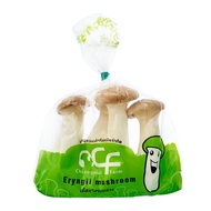 Thailand King Oyster Mushroom