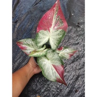 🤪CRAZY SALES 🤪👉 Caladium Shycool { Nice variegation}