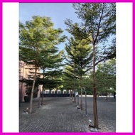 ☸ ☂ ∇ AFRICAN TALISAY (10 SEEDS) BUY 2 GET 1 FREE