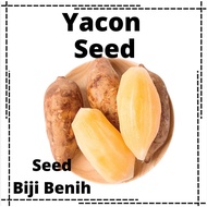 Yacon雪莲果种子 Biji Benih Ubi Gourd Manis Fruit Buah Buahan Seed Plant 5pcs