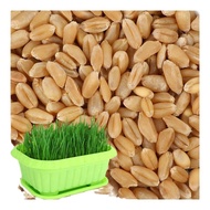 North Vegetable Cat Grass Seeds Bulk Packet Wheat Germination Soil Hydroponic Universal