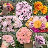 Keratan Bunga Rose Jepun Rose Flowers 🌸 Japanese Rose cuttings 🌺 Bunga pukul sepuluh