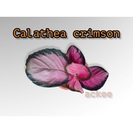 Calathea crimson (please read description)