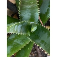 aloevera in d15 pot
