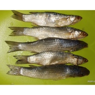 Ikan belanak@ikan kedera masam