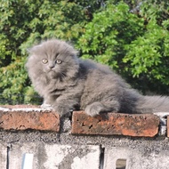 Kucing Munchkin Gaelic Fold Betina Abu Kitten Kaki Pendek Cebol