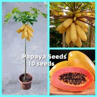 [Fast Growing] 100% Original Edible Bonsai Papaya Seeds Dwarf（10 Seeds）Sweet Fruit Seeds for Plantin