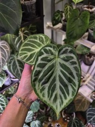 水晶花燭