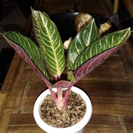 aglonema red sumatra