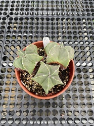 Augustfame - Astrophytum Myriostigma Triple Head D2 三头鸾凤玉 cactus succulent