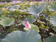 台南｜小旅行補助｜入住台南老爺行旅.白河蓮花季.吉園休閒農場.湖濱療癒森林二日遊｜中部出發