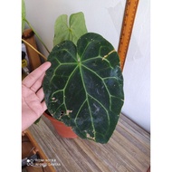 ANTHURIUM MAGNIFICUM X DARK FORM