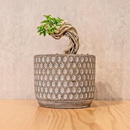 壽娘子 5寸水泥盆幾何圖形風格 桌上型室內植物推薦