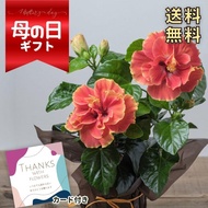 母の日ギフト ハイビスカス鉢植え アポロダブル 4号鉢 半八重咲き 長持ちする豪華な花 ロングライフハイビスカス「アポロダブル」4号 MP5117