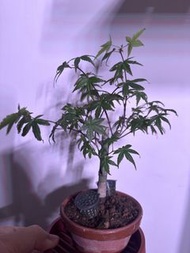 出猩猩， 紅楓
