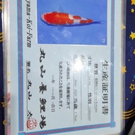 ikan koi import jepang kohaku 55BU Maruyama Farm