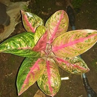 Tanaman Aglonema Widuri / Aglaonema Widuri