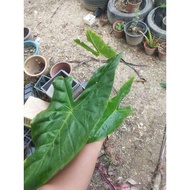 ubi alocasia longliba/canek/candik