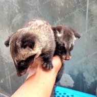 PPC anak musang pandan TERLARIS