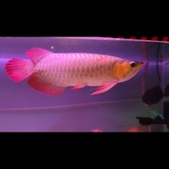 arwana super red 40cm ikan