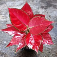 aglaonema red anjamani free pot