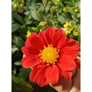 🔥🔥Dahlia Kampung Mix No.03🔥🔥