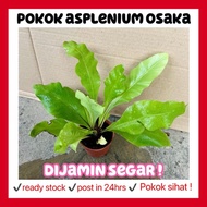 Rina • pokok asplenium osaka • fern tumbuhan hidup live plant gardening tanaman hias rumah houseplan