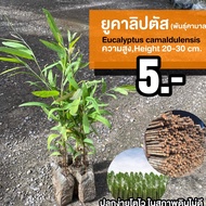 ยูคาลิปตัส (จำนวน 1 ต้น) พันธุ์คามาลดูเลนซิส EUCALYPTUS CAMALDULENSIS
