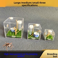 Spider Jumping Spider Small Pet Climbing Pet Reptile Insects Insects Crickets Transparent Ornamental