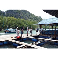 Mangrove Tour at Kilim Geopark Langkawi (Private Boat)