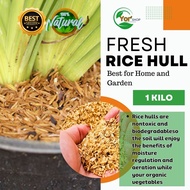 1 kg Fresh Rice Hull or Ipa Panglagay sa Halaman l Organic Fertilizer for Plants