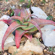 Aloe alooides Aloe alooides Aloe Vera Seeds Broadcasting Life One Bio One Shot Succulents 7.4