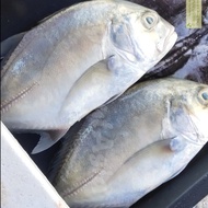 Ikan Kuwe Segar Ikan Kuwe GT Ikan Kue Utuh Seafood Ikan Laut Basah Segar 1Kg