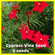เมล็ดพันธุ์ ดาวนายร้อย Cypress Vine Seeds - การันตีอัตรางอก 8เมล็ด/ซอง Climbing Cypress Vine Flower Seeds for Planting เมล็ดดอกไม้ บอนสีสวยๆ ต้นไม้ประดับ ดอกไม้ปลูก ต้นไม้มงคลสวยๆ บอนสีราคาถูกๆ บอนสีหายาก บอนสี ไม้ประดับ ต้นไม้ฟอกอากาศ ไม้ประดับ บอนสี