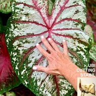 ANAK UBI KELADI THAI CAROUSEL CALADIUM BULB CUTTING THAILAND