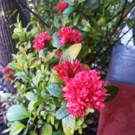 Keratan Bunga Jarum Merah/Ixora Red flower.