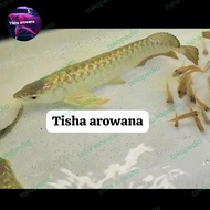 ikan arwana golden crossback 24k gold head malaysia promo spesial