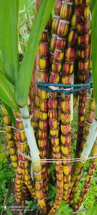 TEBU PELANGI VARIEGATED BATIK TEBU HILO sugarcane keratan/anak benih tebu