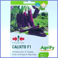 ▥ ◎ ⭐ Calixto Seeds Eggplant EastWest 300 seeds