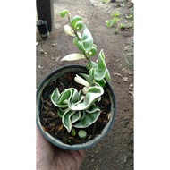 hoya compacta varigata