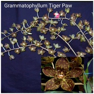seedling Anggrek grammatophyllum