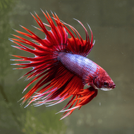 (Live Fish) Crown Tail Betta