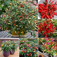 Singapore Ready Stock 200pcs Hybrid Hot Pepper Seeds / Jalapeno Bonsai Seeds for Planting Vegetable Seeds Indoor and Outdoor Plants Real Live Plant for Sale Easy To Planting In Local Garden Fast Grow