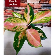 ♗☬◇Aglaonema Lush Pink Cochin Live Plants for Indoor/Outdoor