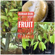 Anak pokok durian duri hitam D200 berisi tebal S size Fruit Nursery Malaysia