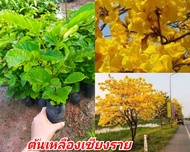 ต้นเหลืองเชียงราย #ชุด3ต้น ไม้ยืนต้นผลัดใบ ดอกสวยสีเหลือง ออกดอกปีละครั้ง ไม้ที่ชอบแดด ทนแล้งได้ดี ติดดอกง่าย