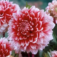 Ready Stock Fast Shipping Dahlia Flower Planting Ball Courtyard Flower Plant Sweet Potato Flower Pot
