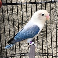 Lovebird Biola Euwing D'Blue/PF
