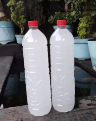 Air Legen Siwalan Kemasan 3 Liter (Sortiran Dri Pohon Siwalan Tua Sehingga Rasa Lebih ManisSegar Dan