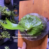 Platycerium Horn Surprise ( Madagascar x Alcicorne ) Hybrid